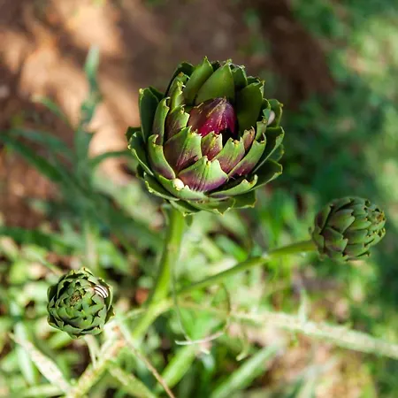 Finca Hort Des Xilindro Βίλα